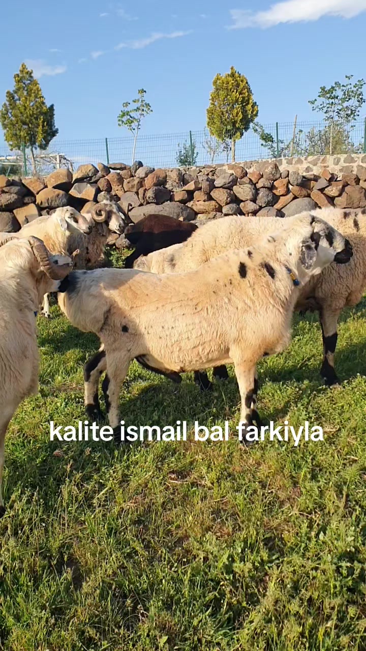 @Ismail Bal