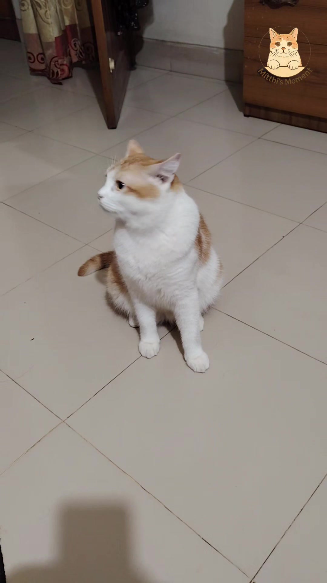 @Mitthi the Meow Meow