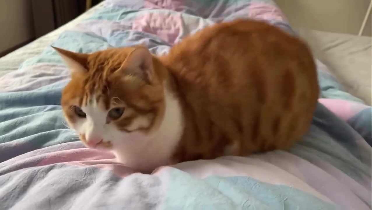 @gonzo_cats