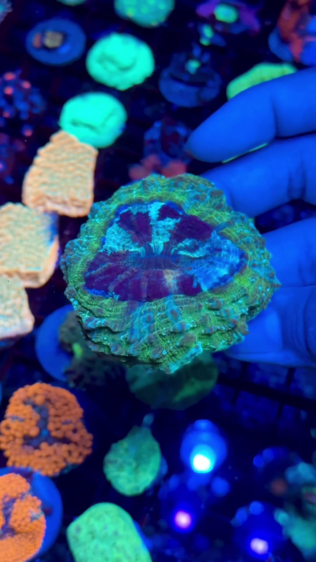 @Cali_Coral_Connect_hxa