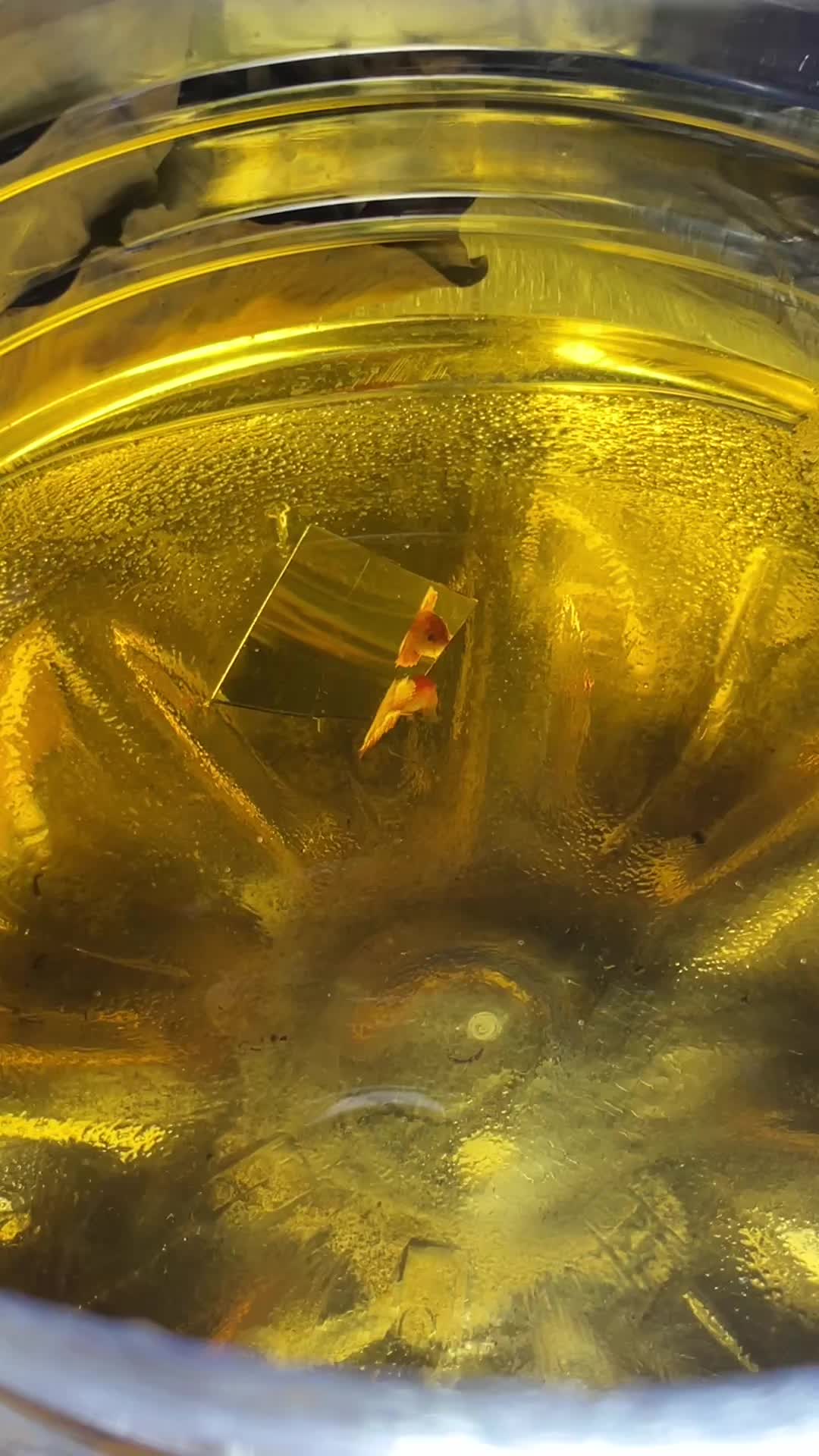 @PetBETTA