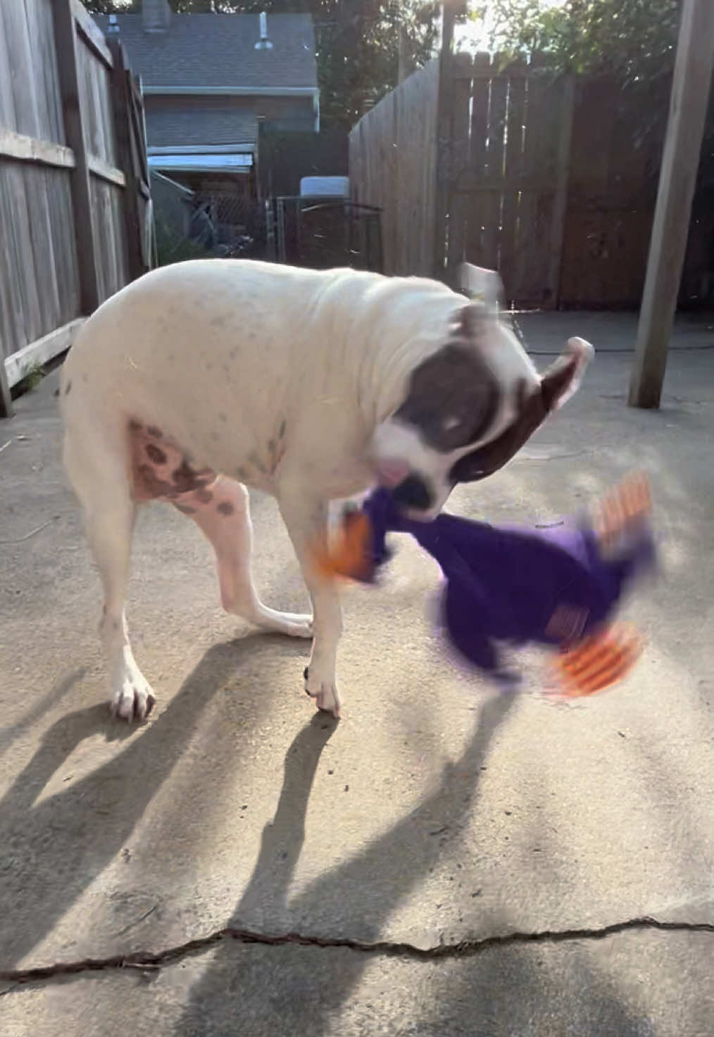 @DoggoDogz