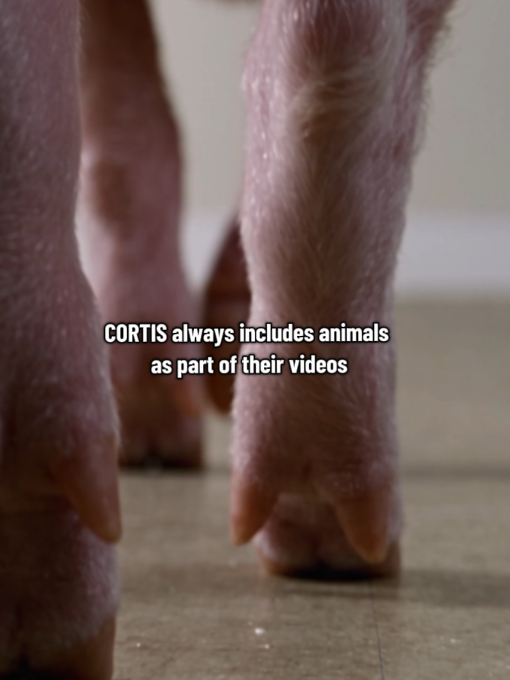 @coertisarchive.