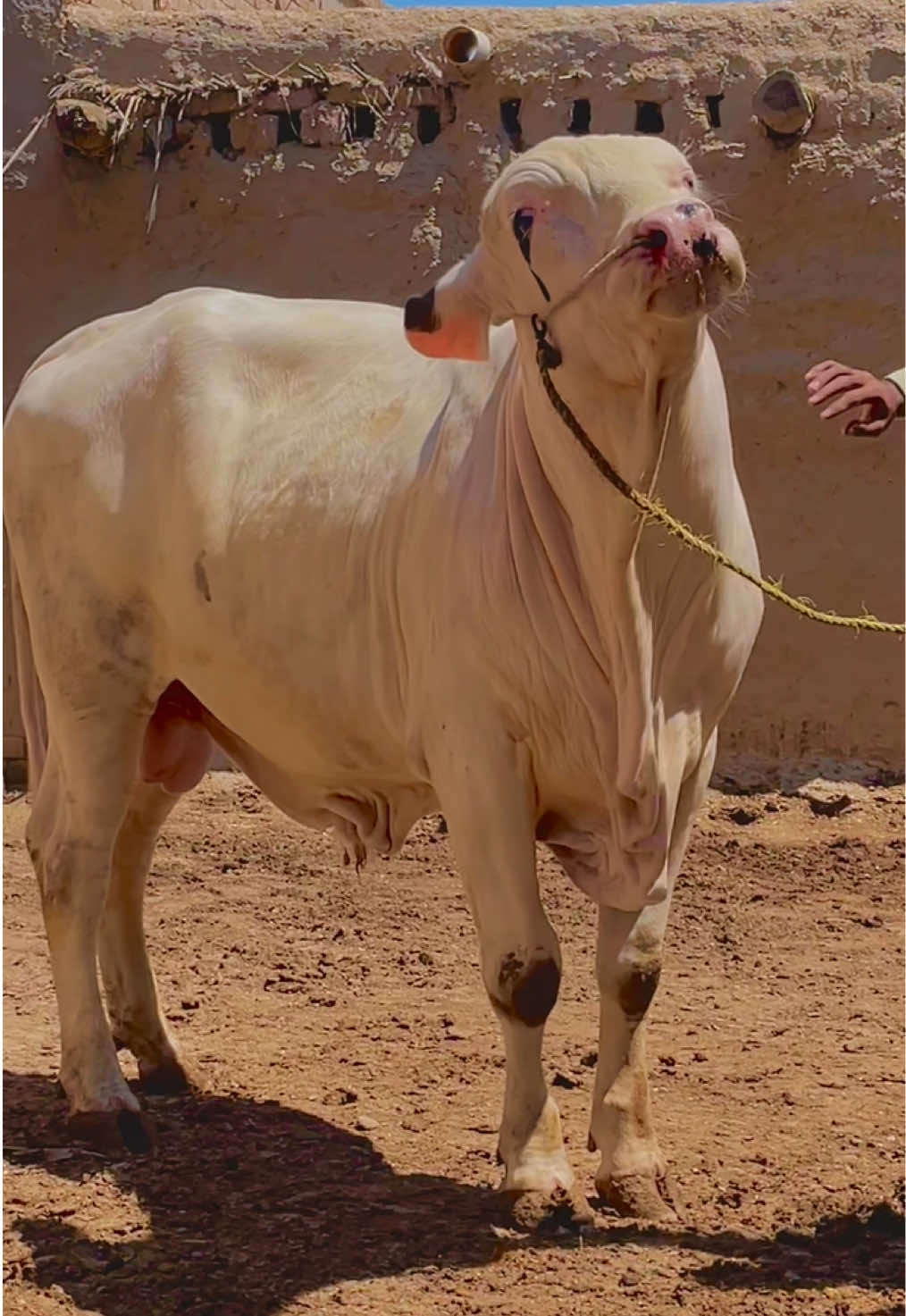 @Ustad Jee Cattle Farm