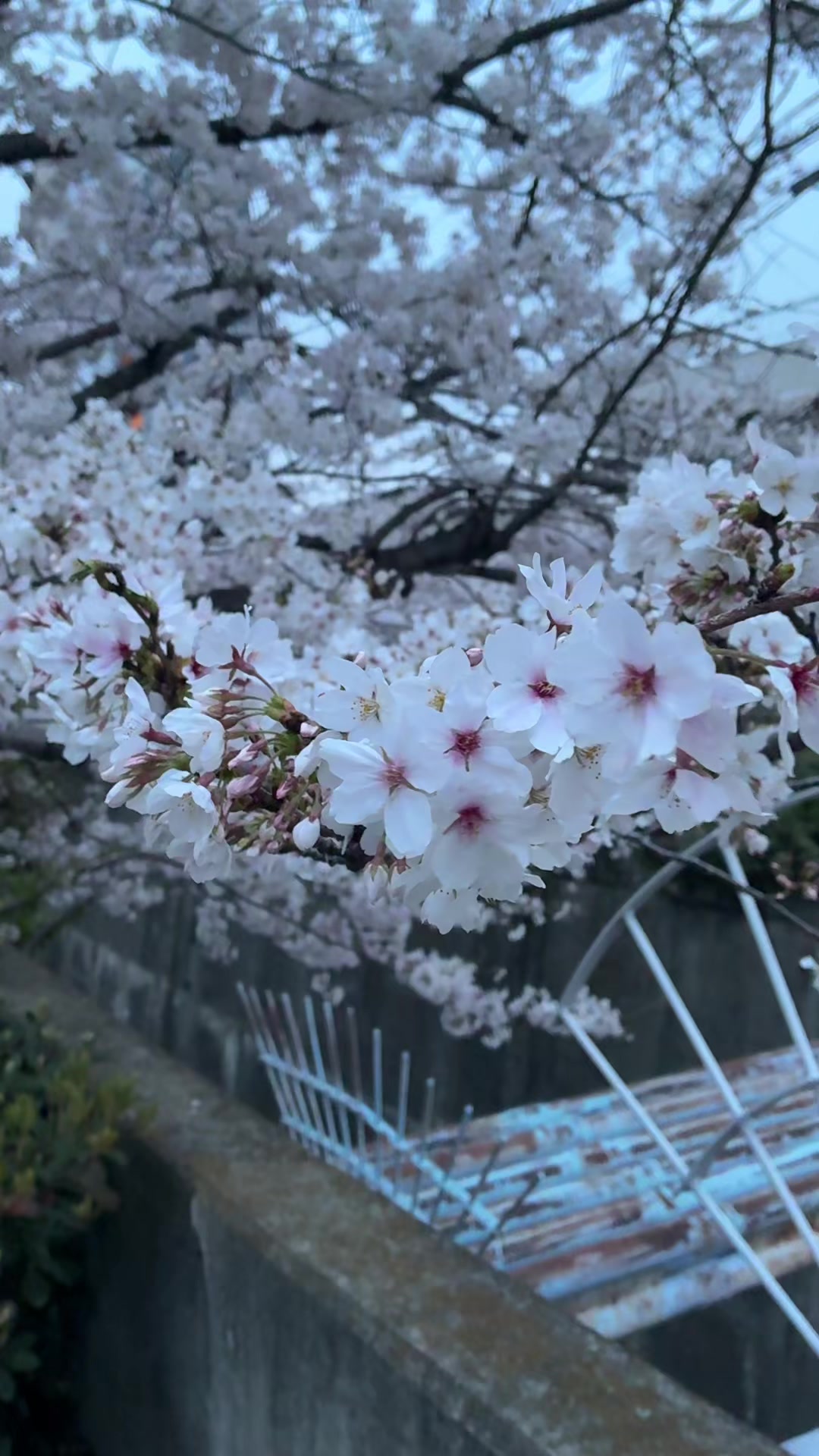 @ゴロゴロ