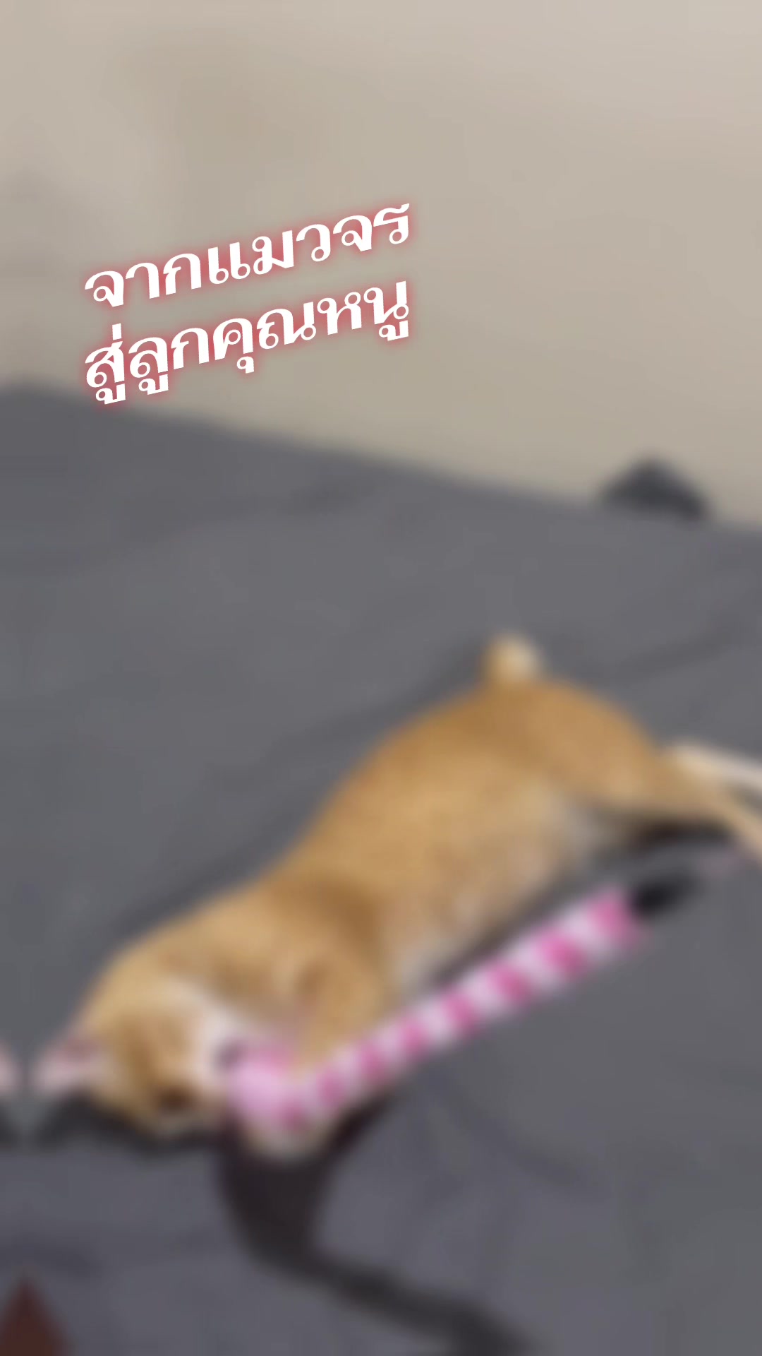 @แอน