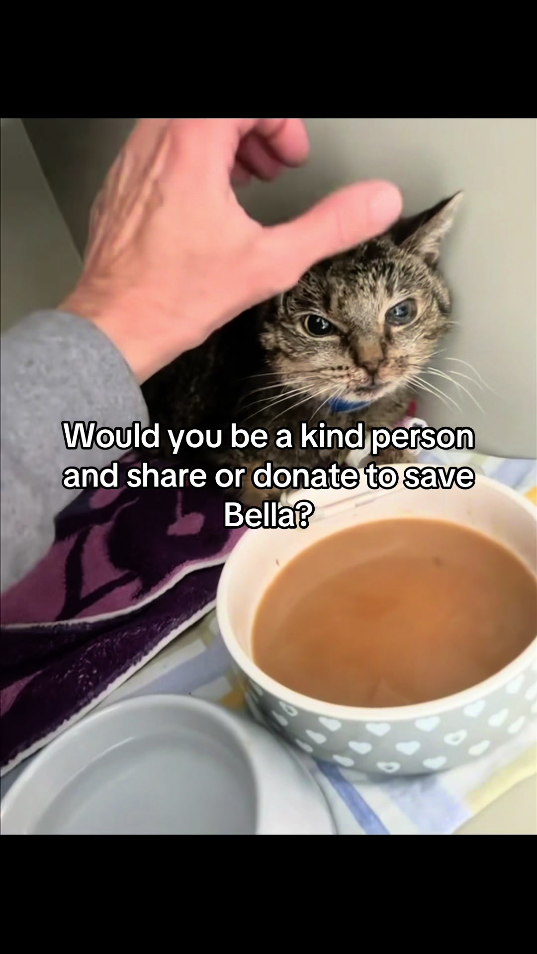 @aria_cats_rescue