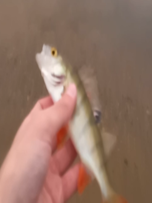 @TimaFish