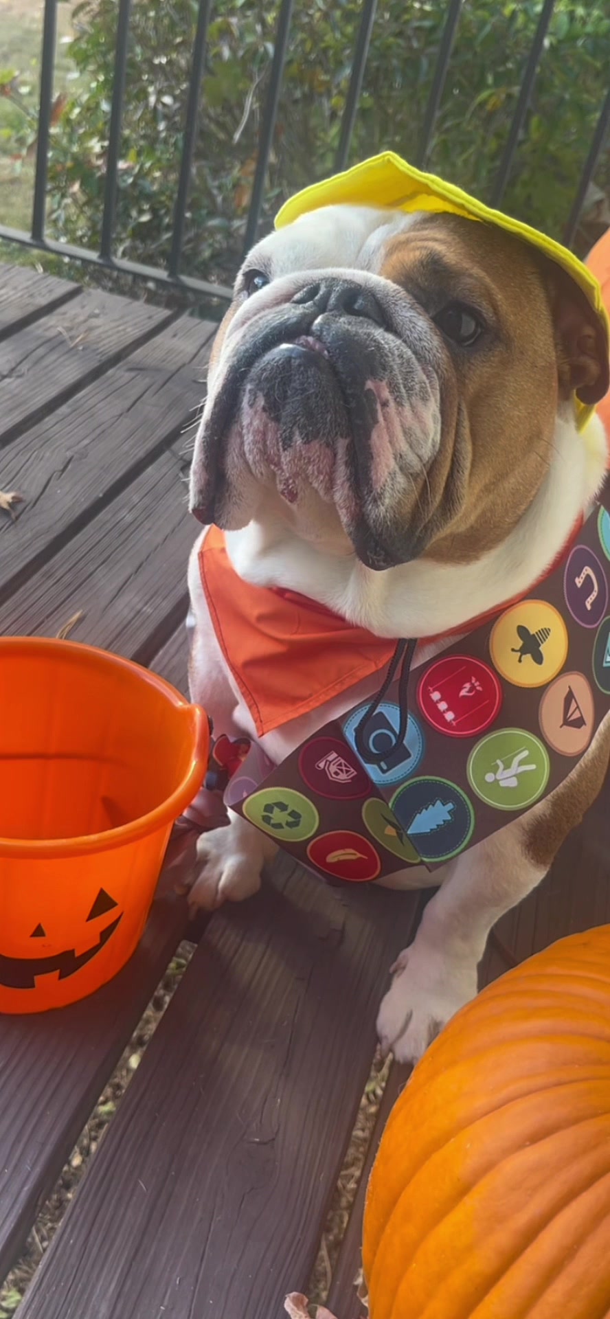 @Stubby The Bulldog
