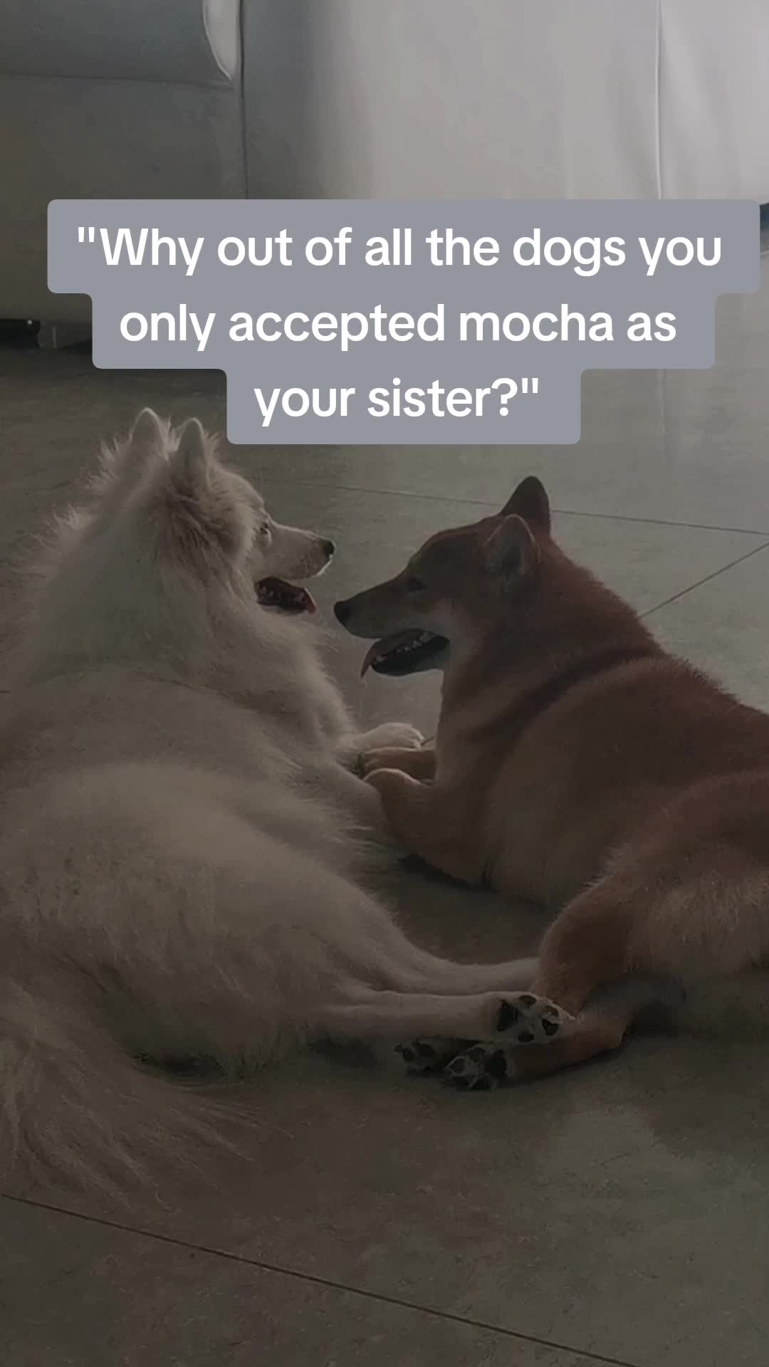 @Mochi Mocha 🤍🤎