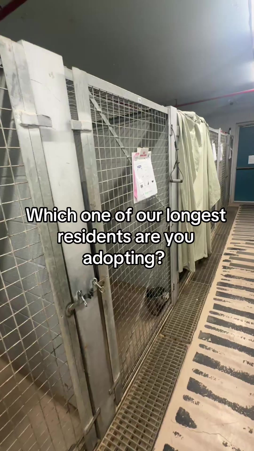 @Behind The Kennels