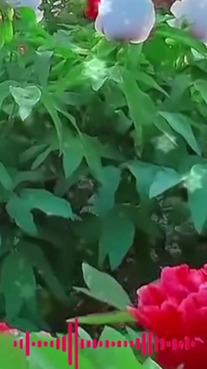 @A..AĞDAMLI⚘🇦🇿