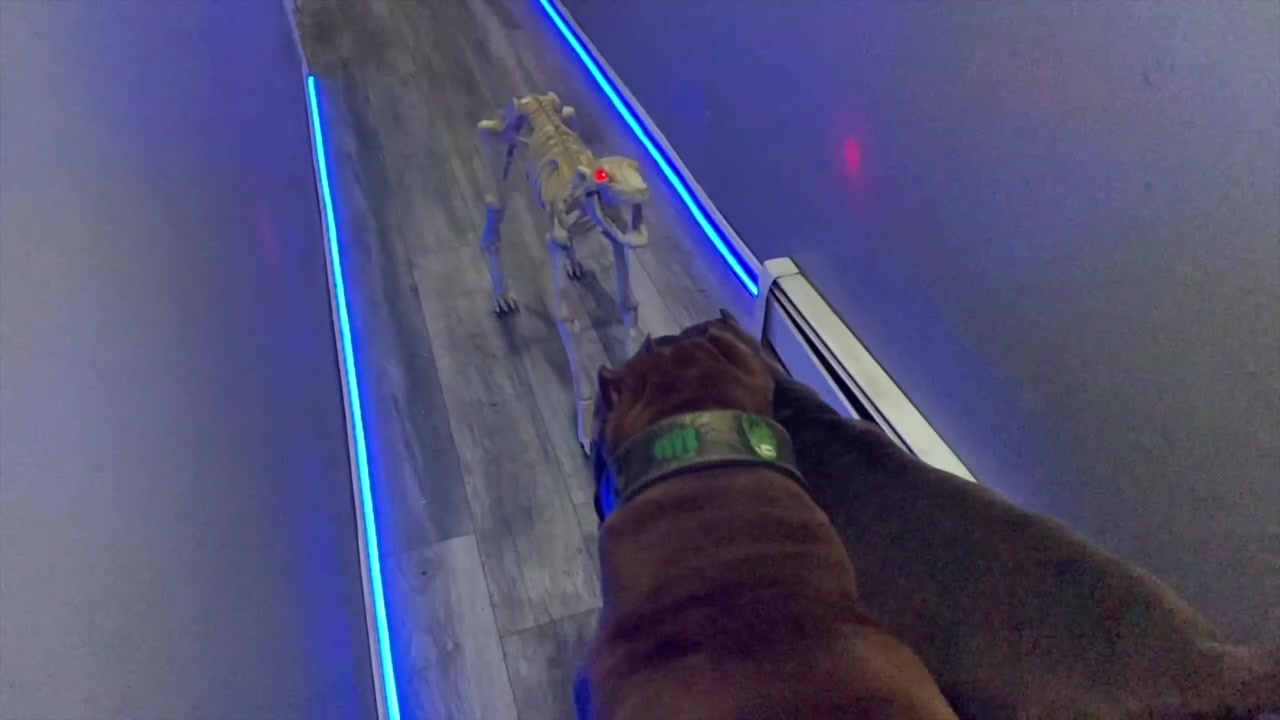 @DarkDynastyK9s