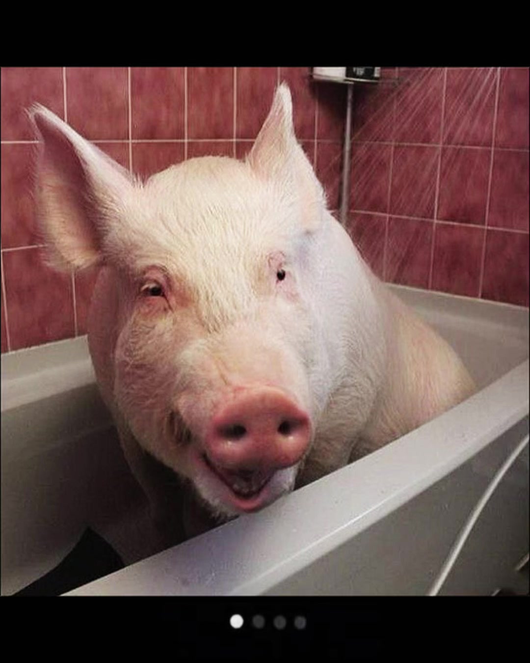 @биг свин🐖