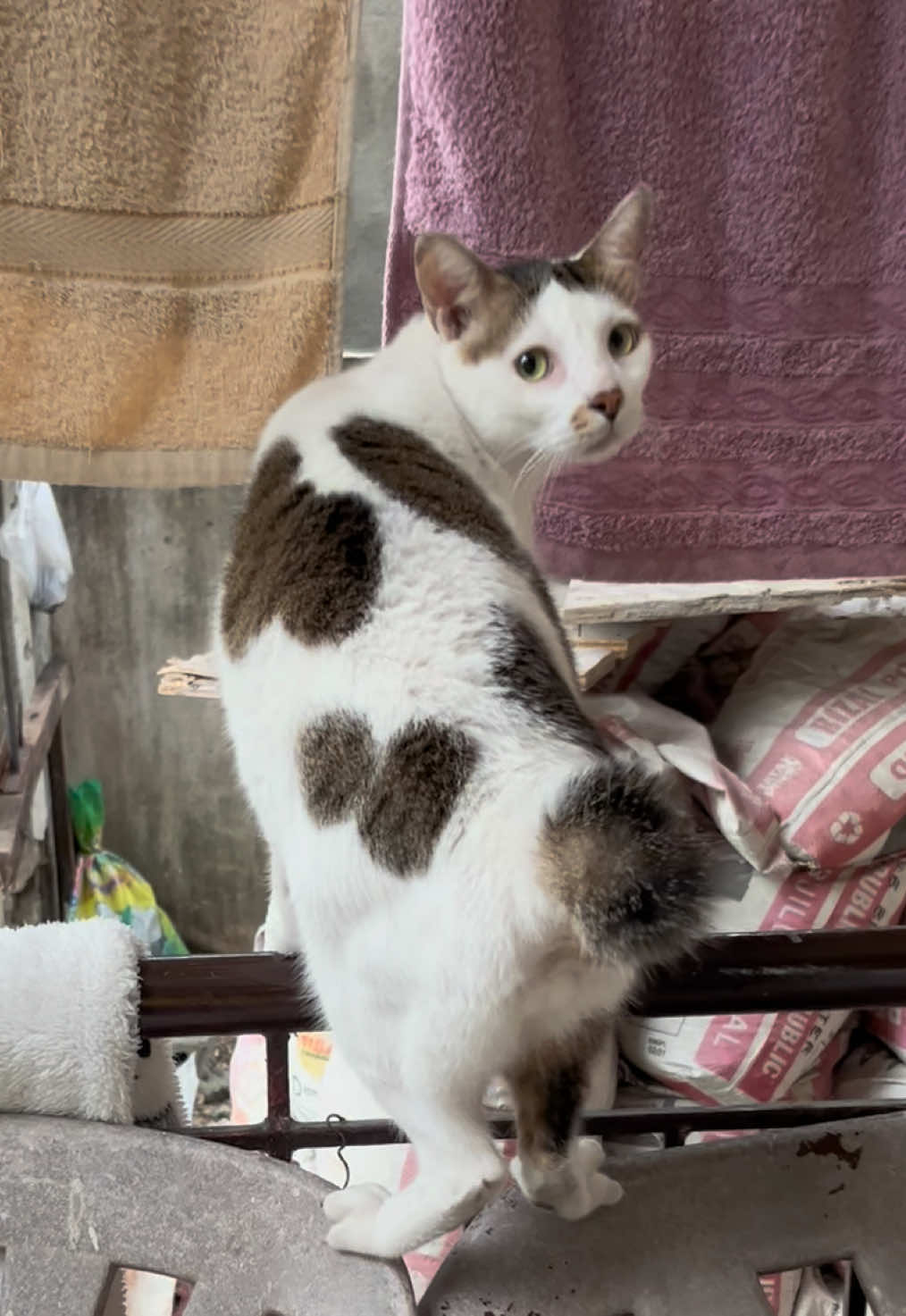 @Bunggok The Fat Cat