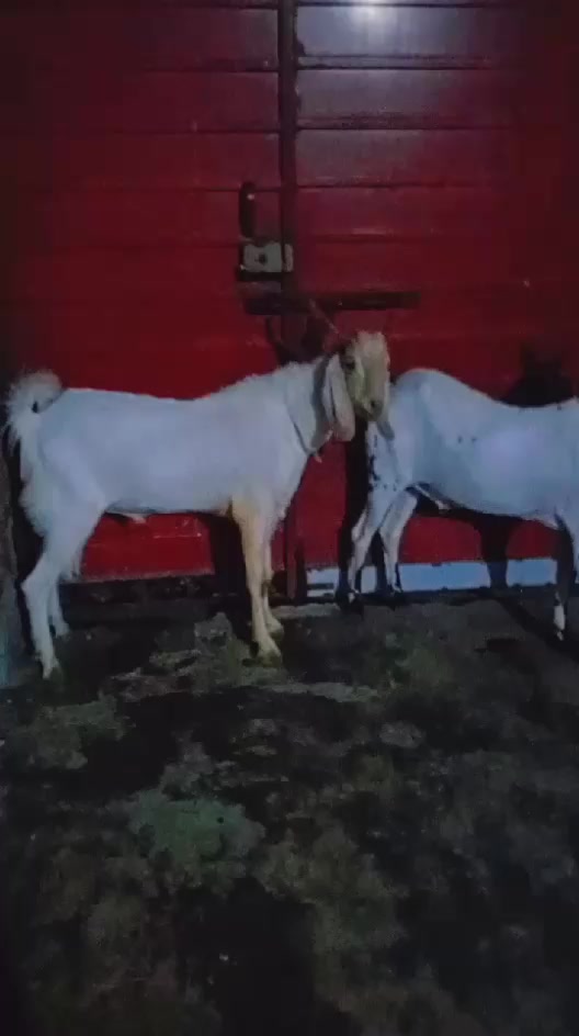 @Zahidjutt