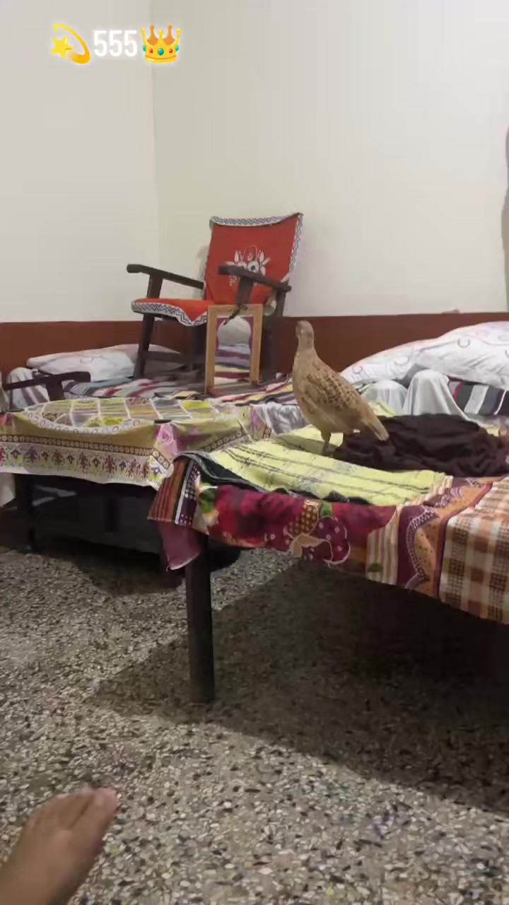 @𝒁𝒂𝒊𝒃 𝑴𝒖غ𝒉𝒂𝒍 555