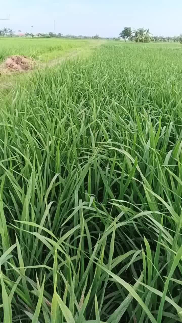@Agk88