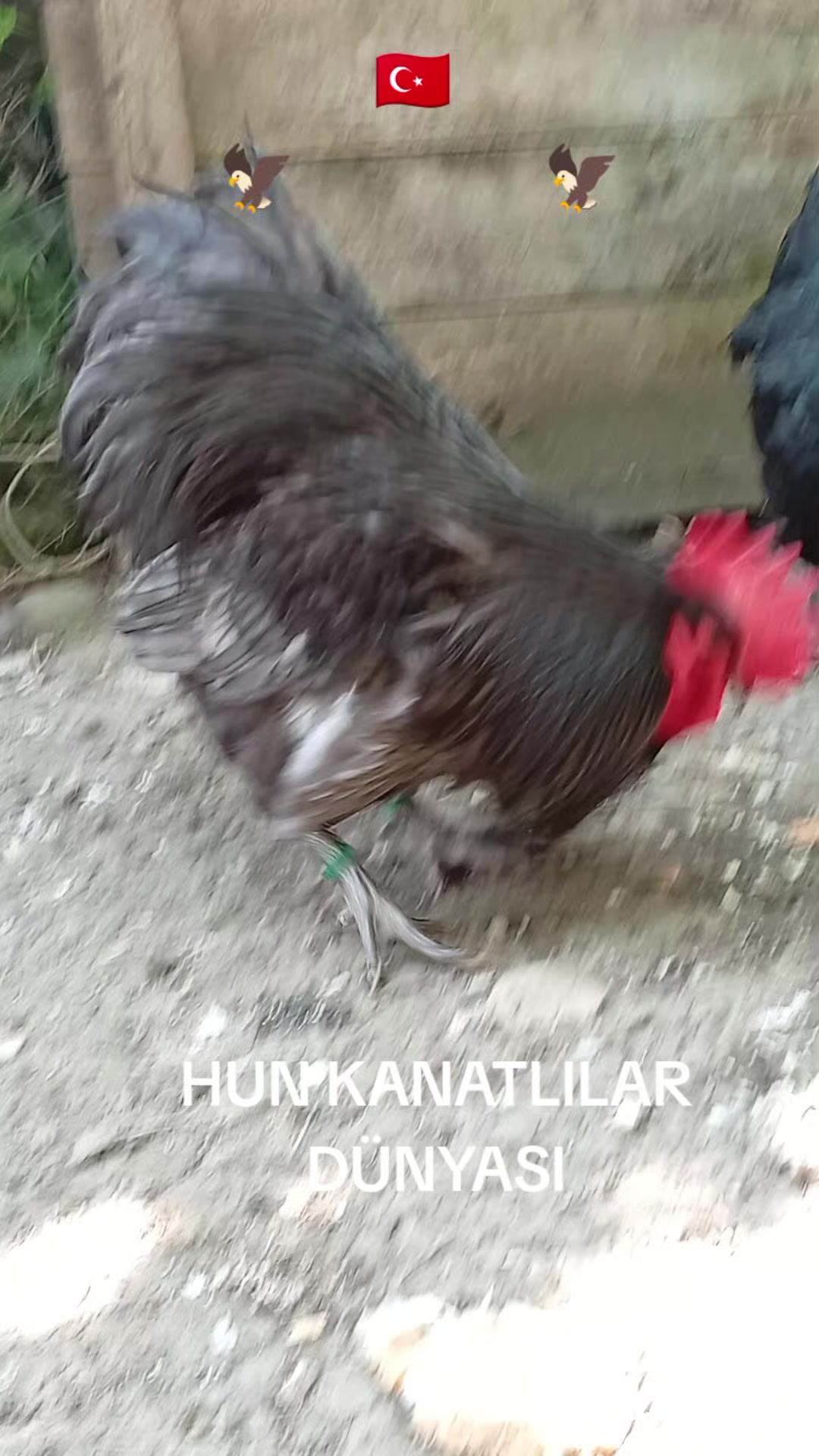 @ABDÜLKADİR HUN6154