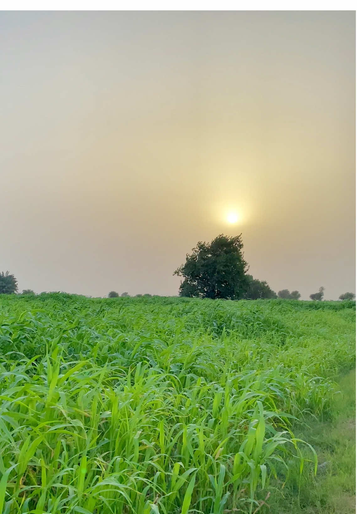 @Iftikhar_Wassan 𓆩♡𓆪🧸