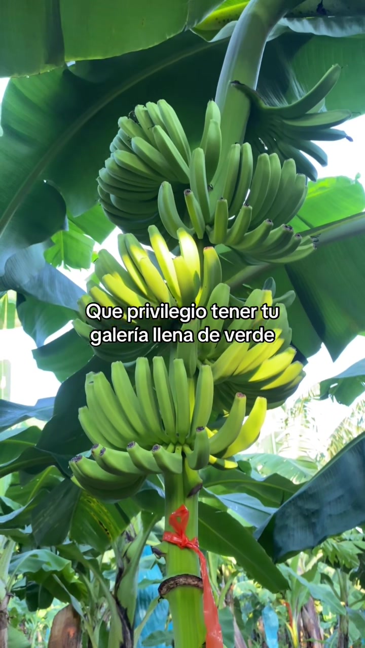 @Mujer Agrícola