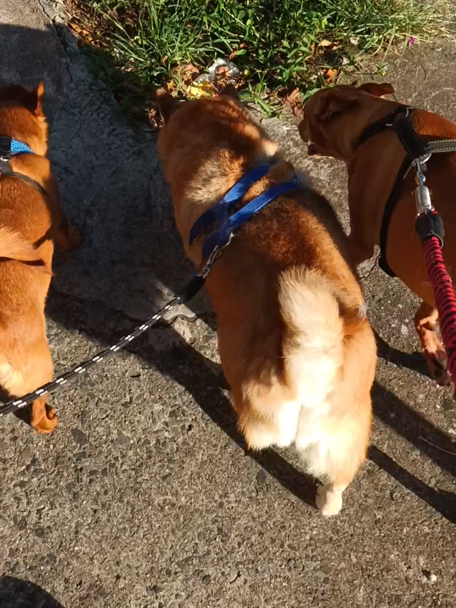 @Cosmos🐕 Maui🐶  Aurora🦊