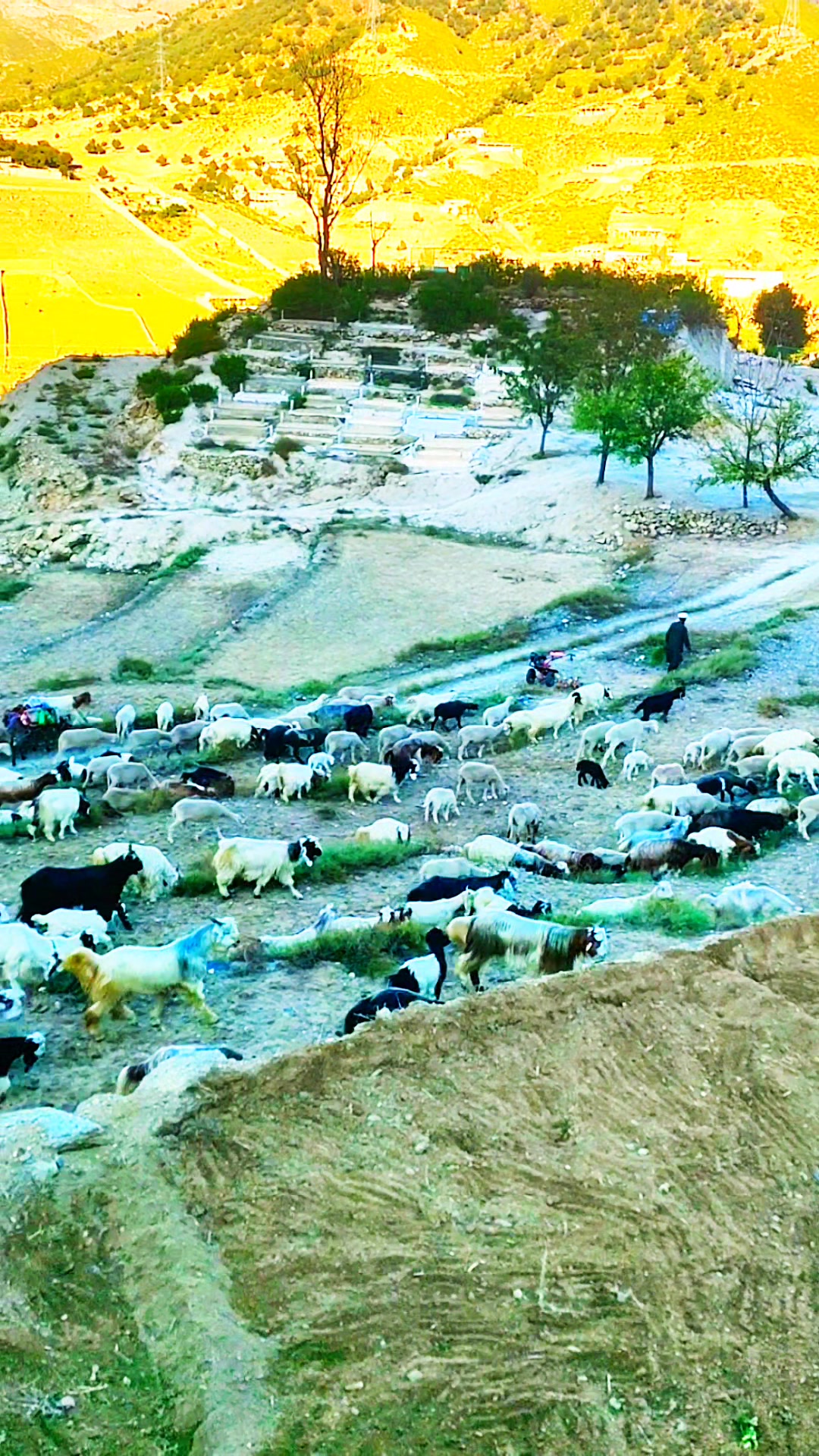 @🇵🇰نور ✈️🇸🇦