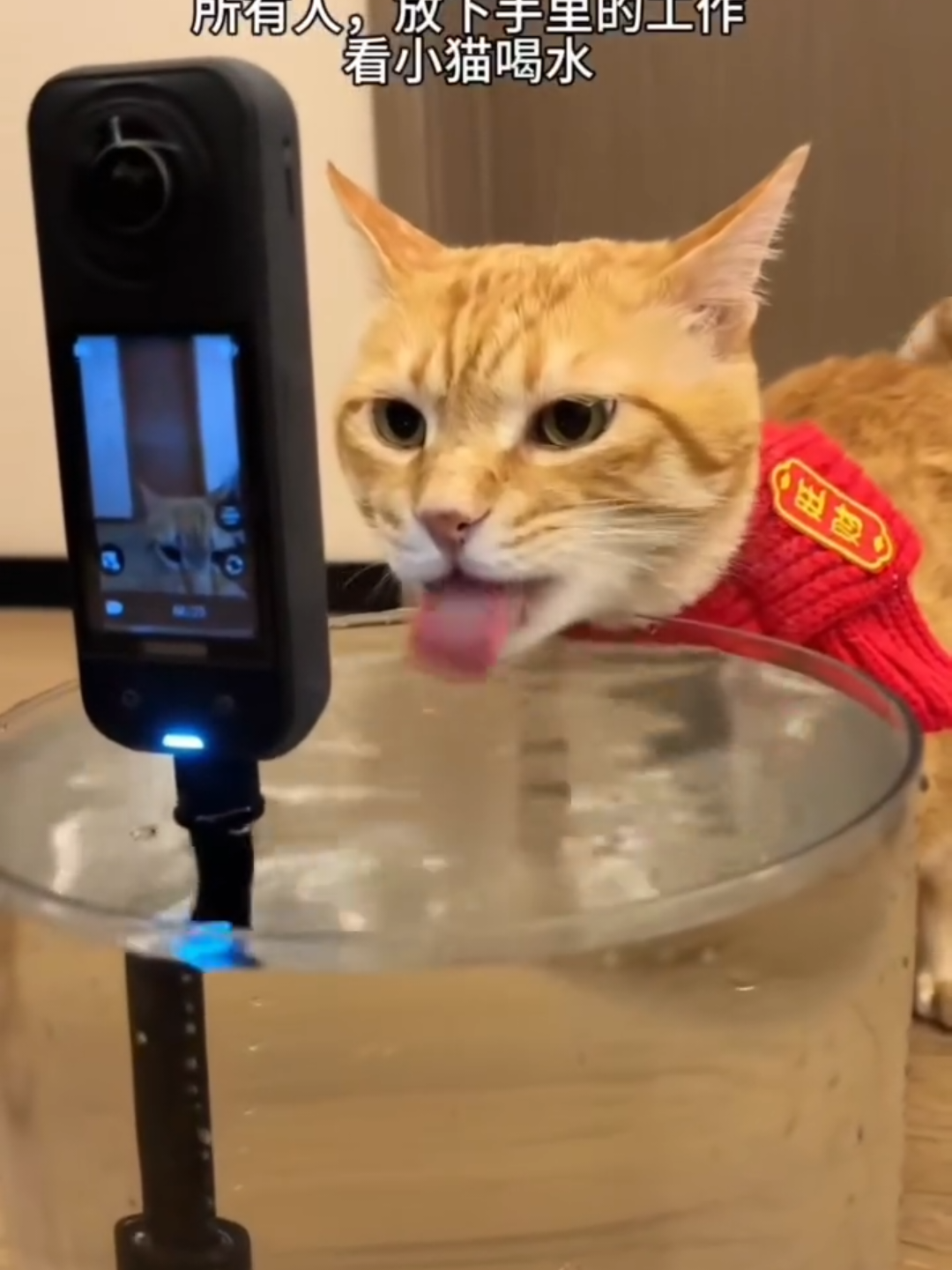 @Chonky World Of Cats