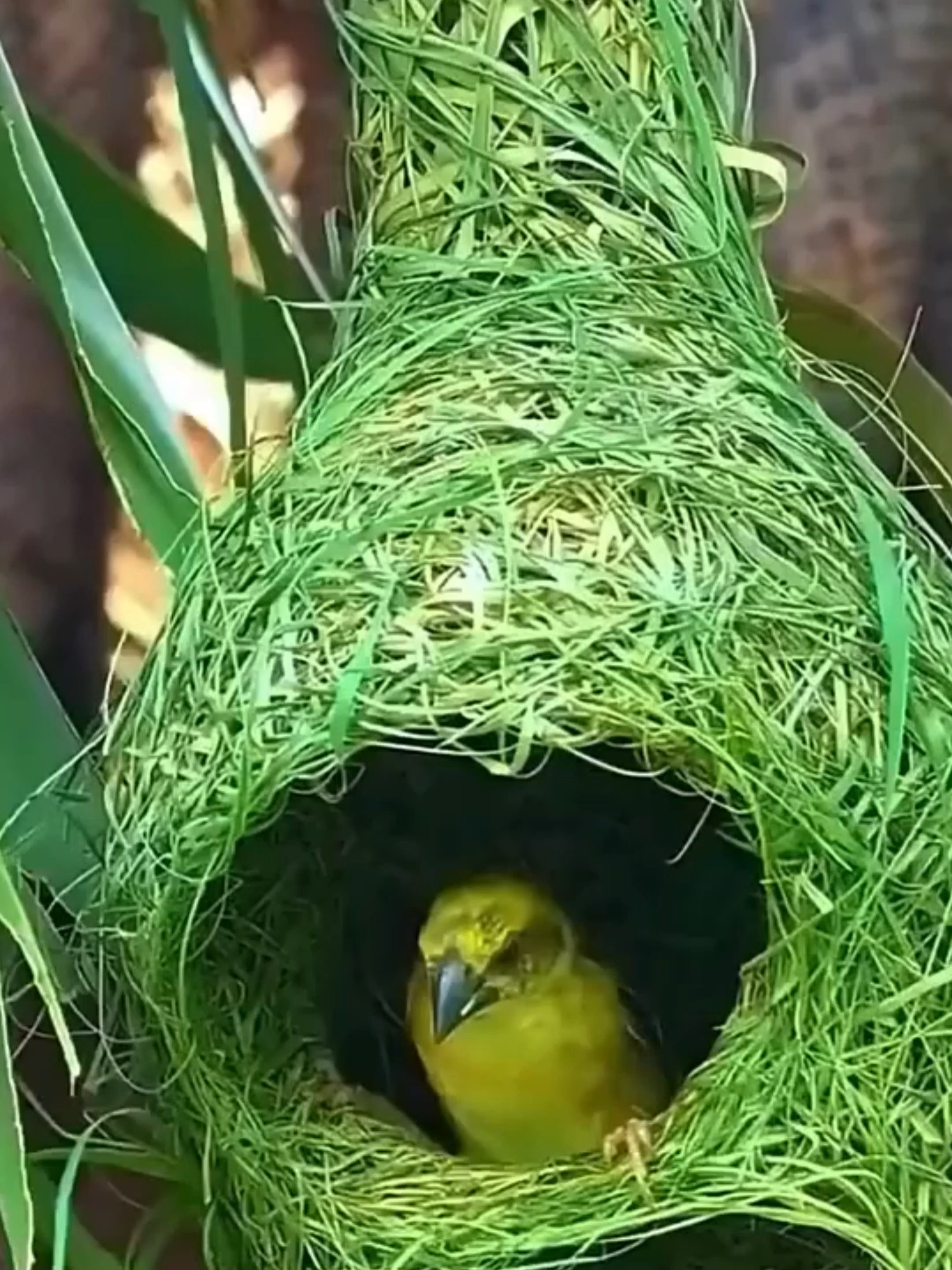 @Mundo dos Animais