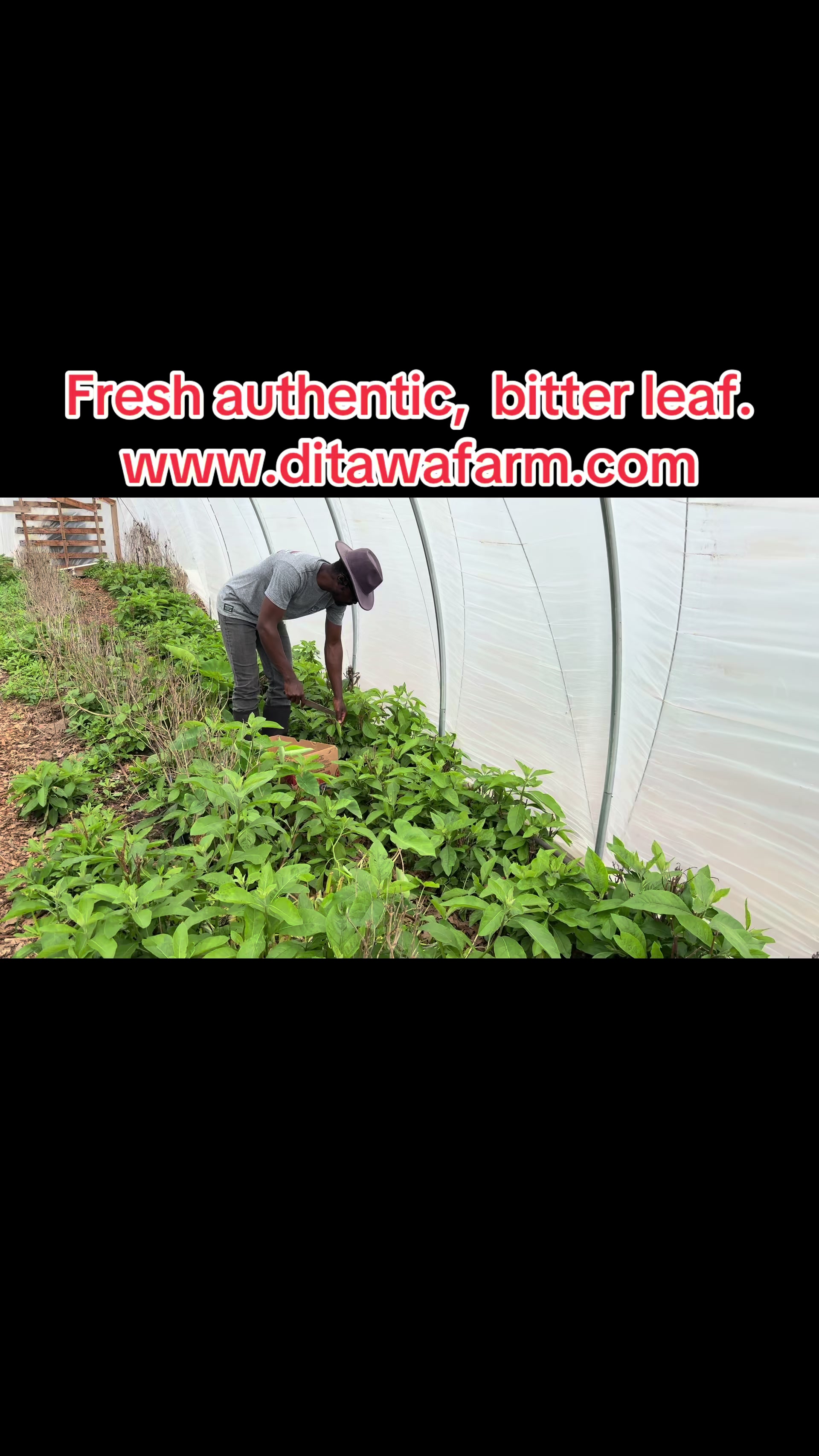 @DITAWA DITAWA
