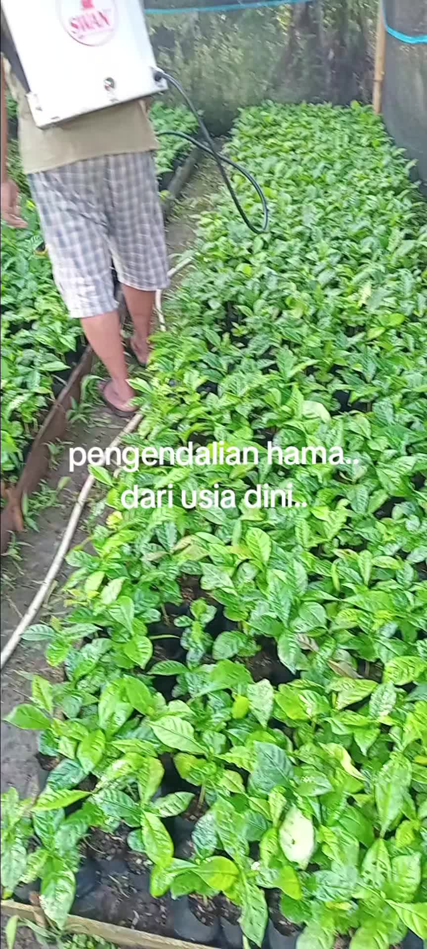 @Nyoman Suardana