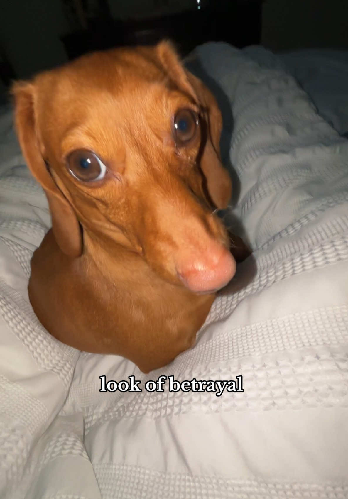 @audrey