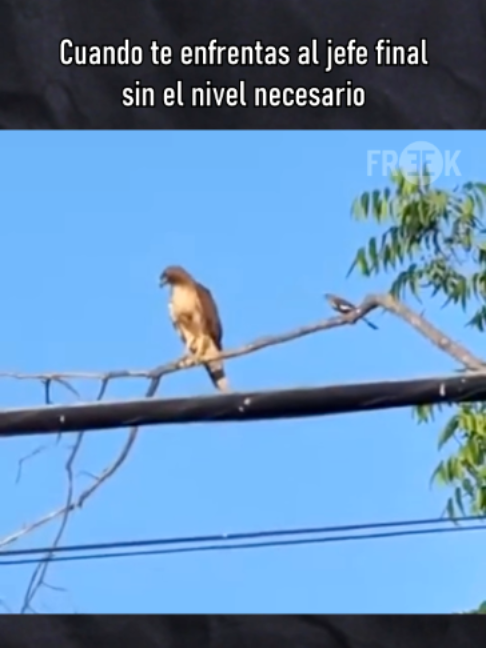 @Freek