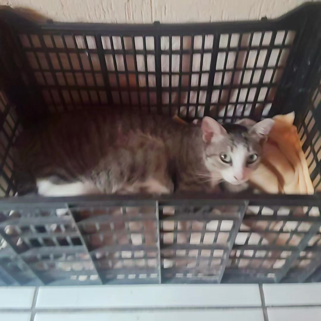@samy 🐈