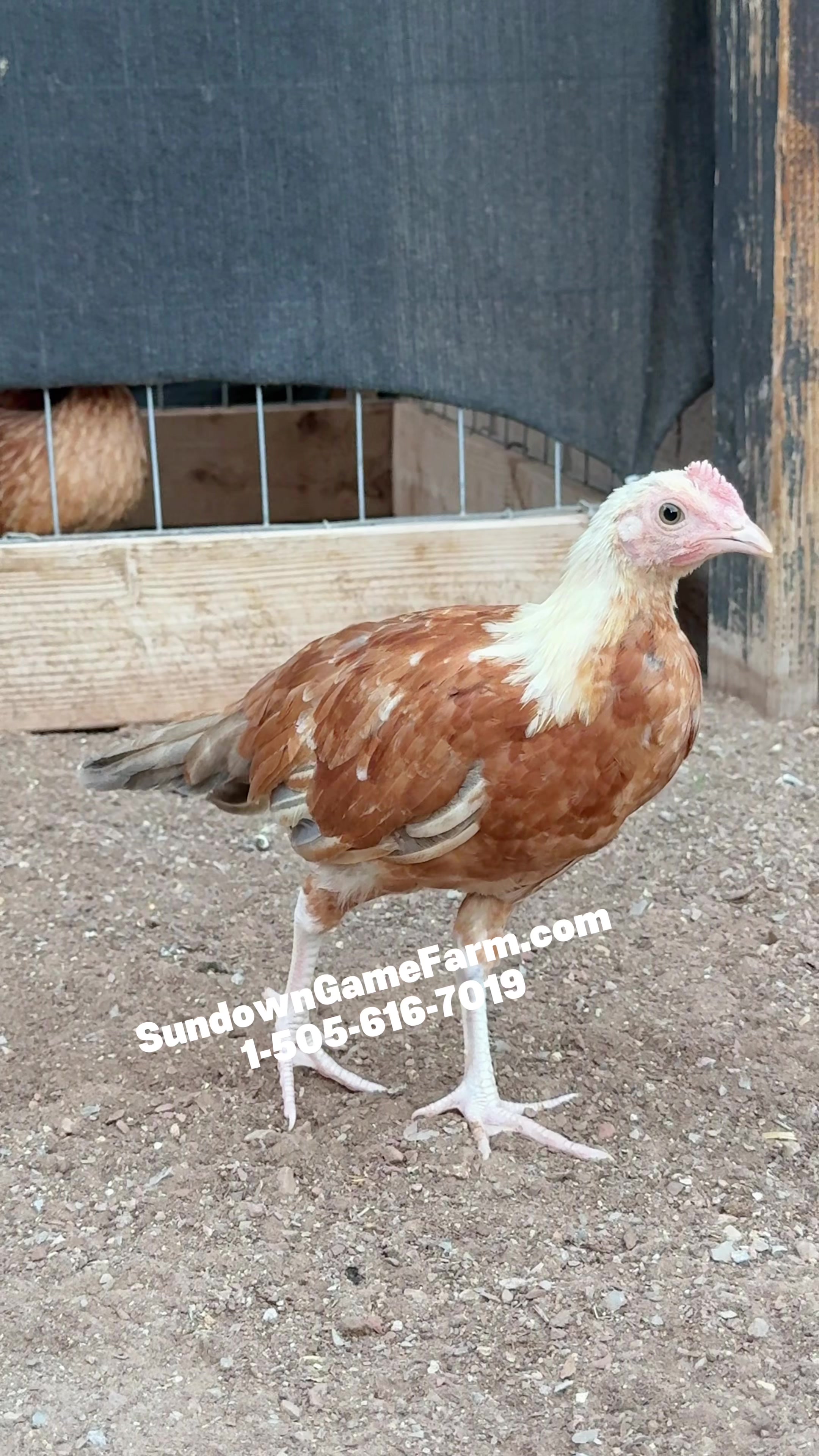 @Sundown Game Farm