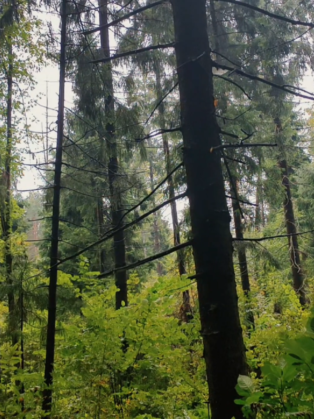 @khvoyny🌲