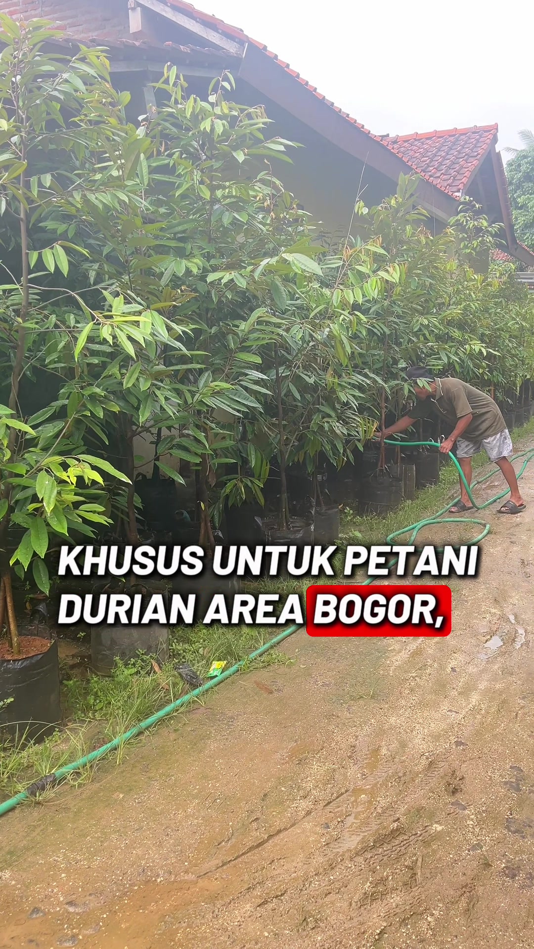 @RATU BIBIT