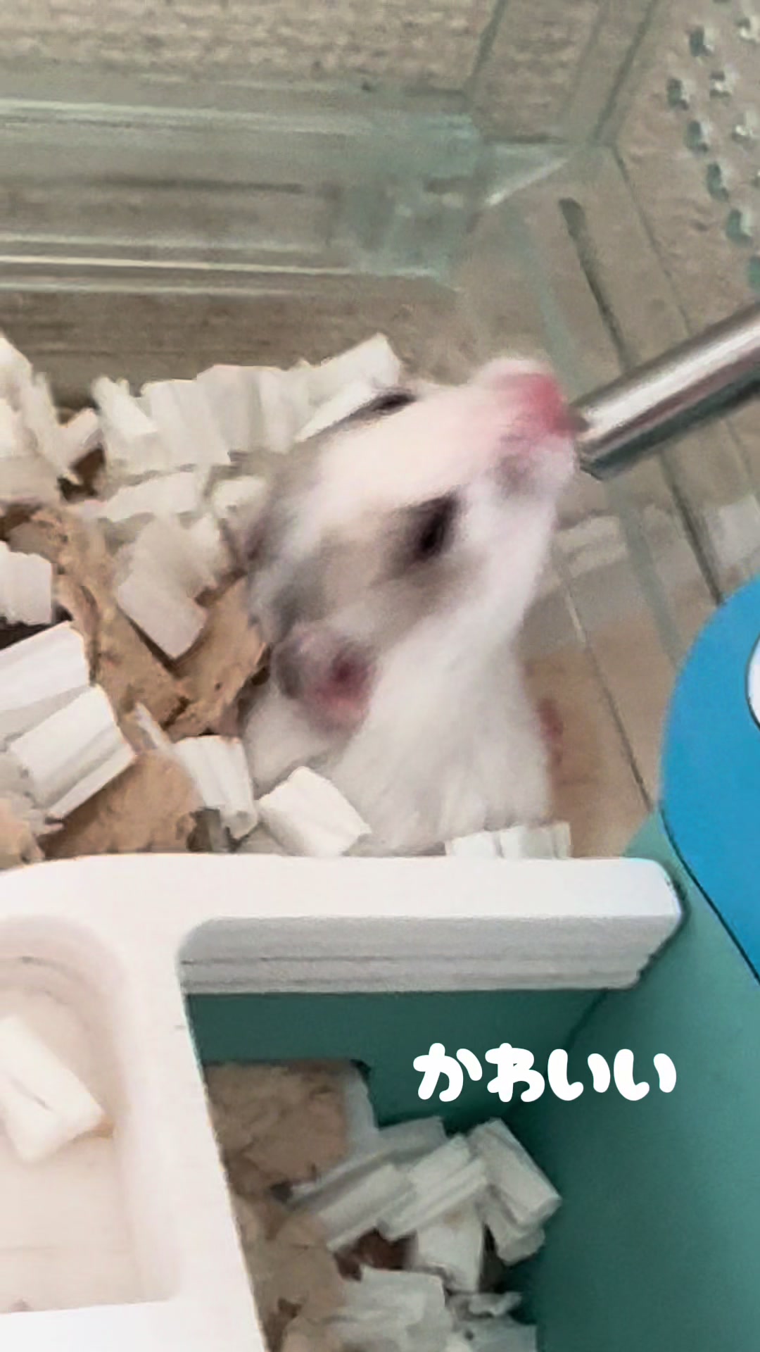 @田舎のネズミ