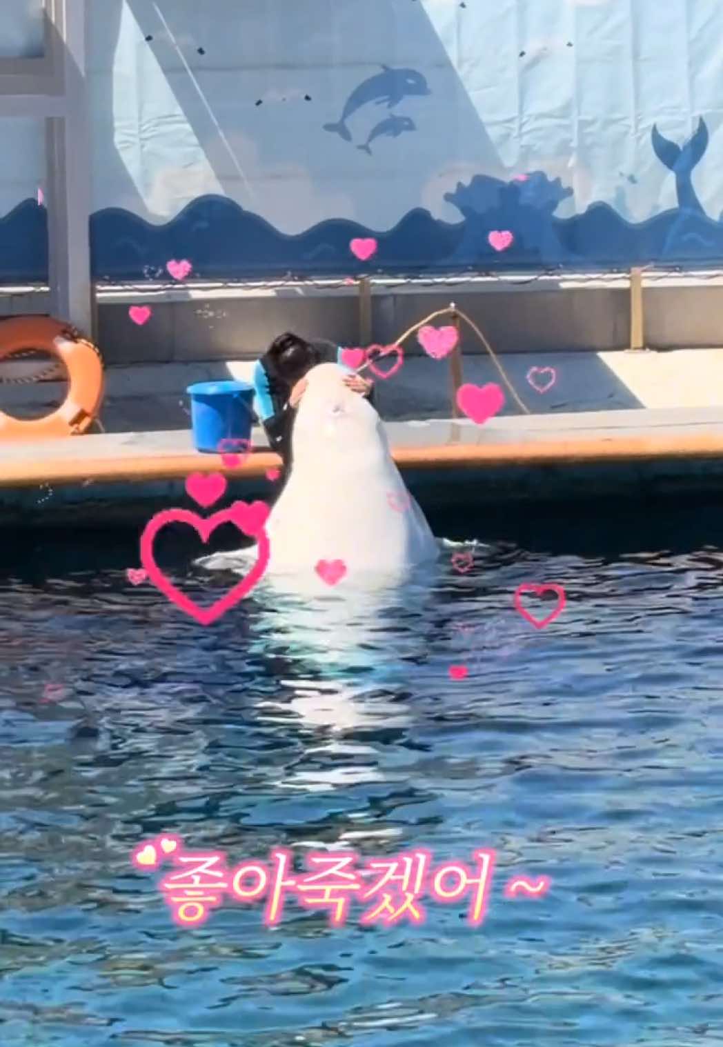 @DolphinTok