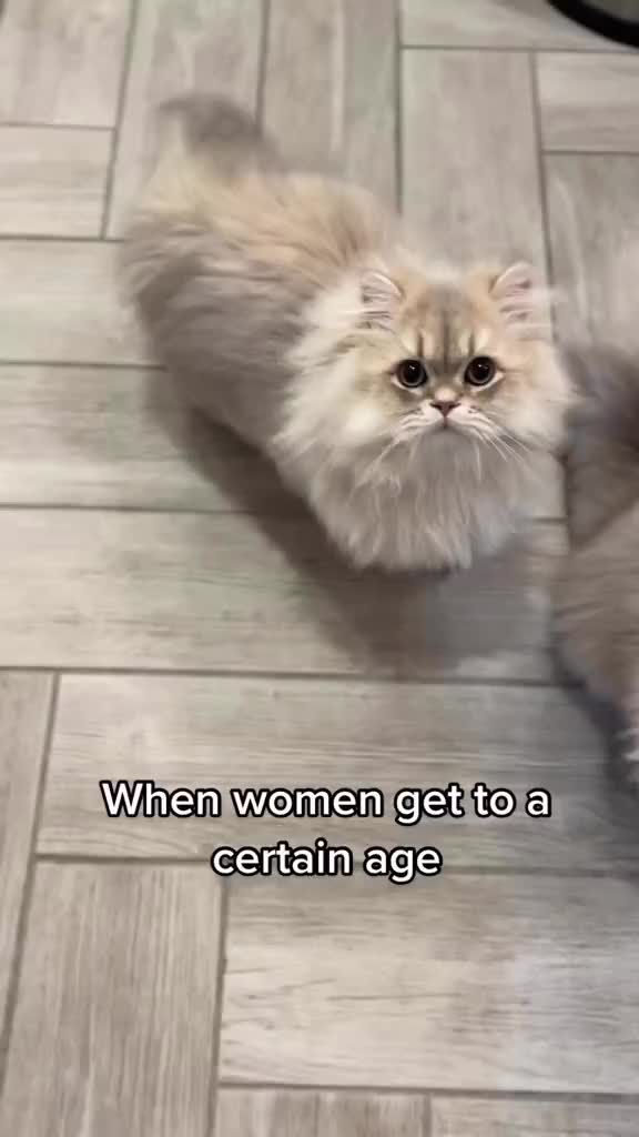 @Christypaw Persians