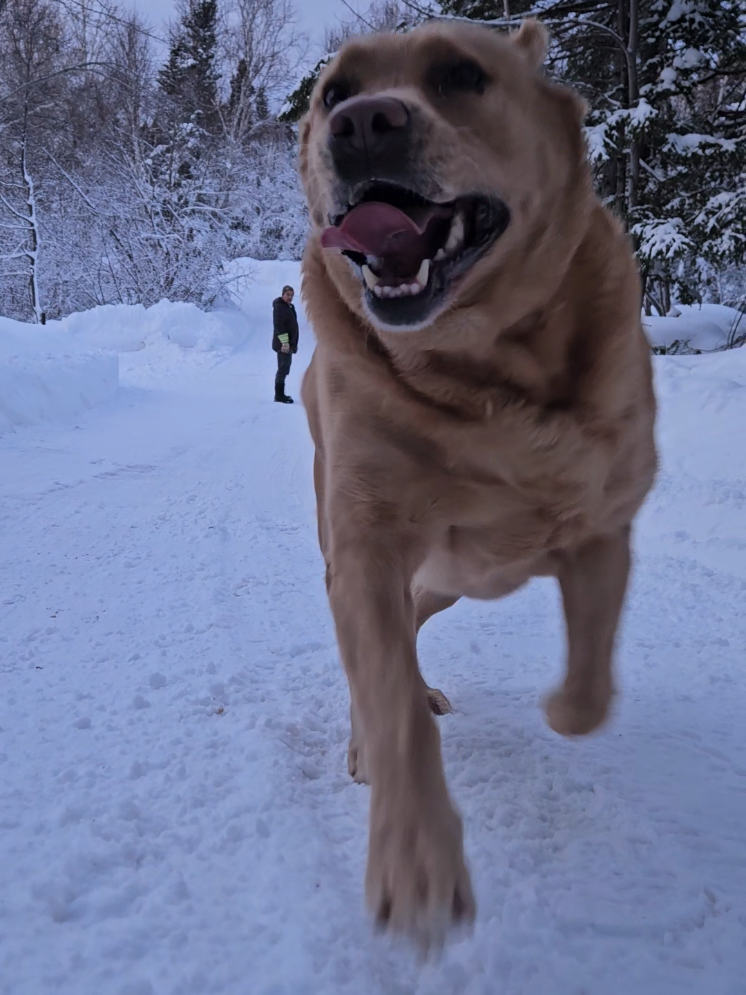 @Dogmom