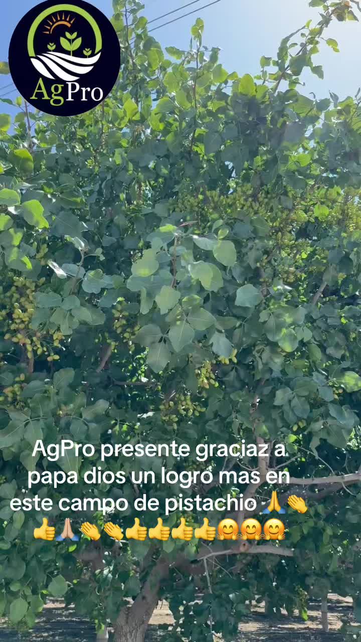 @Piedad Ayala