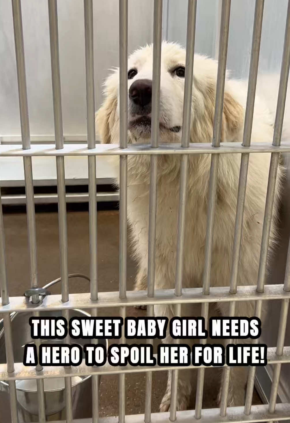 @The Dogs Need Our Help