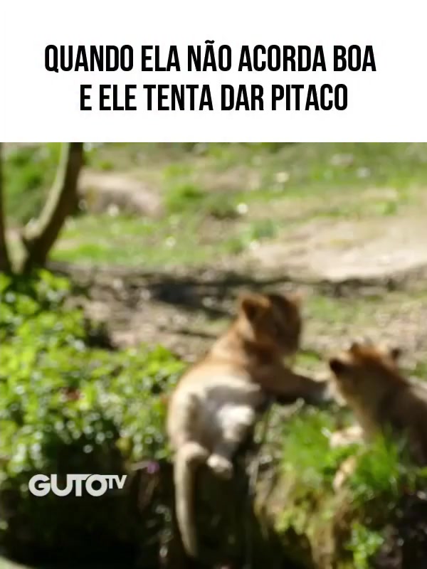 @Happy Day Brasil