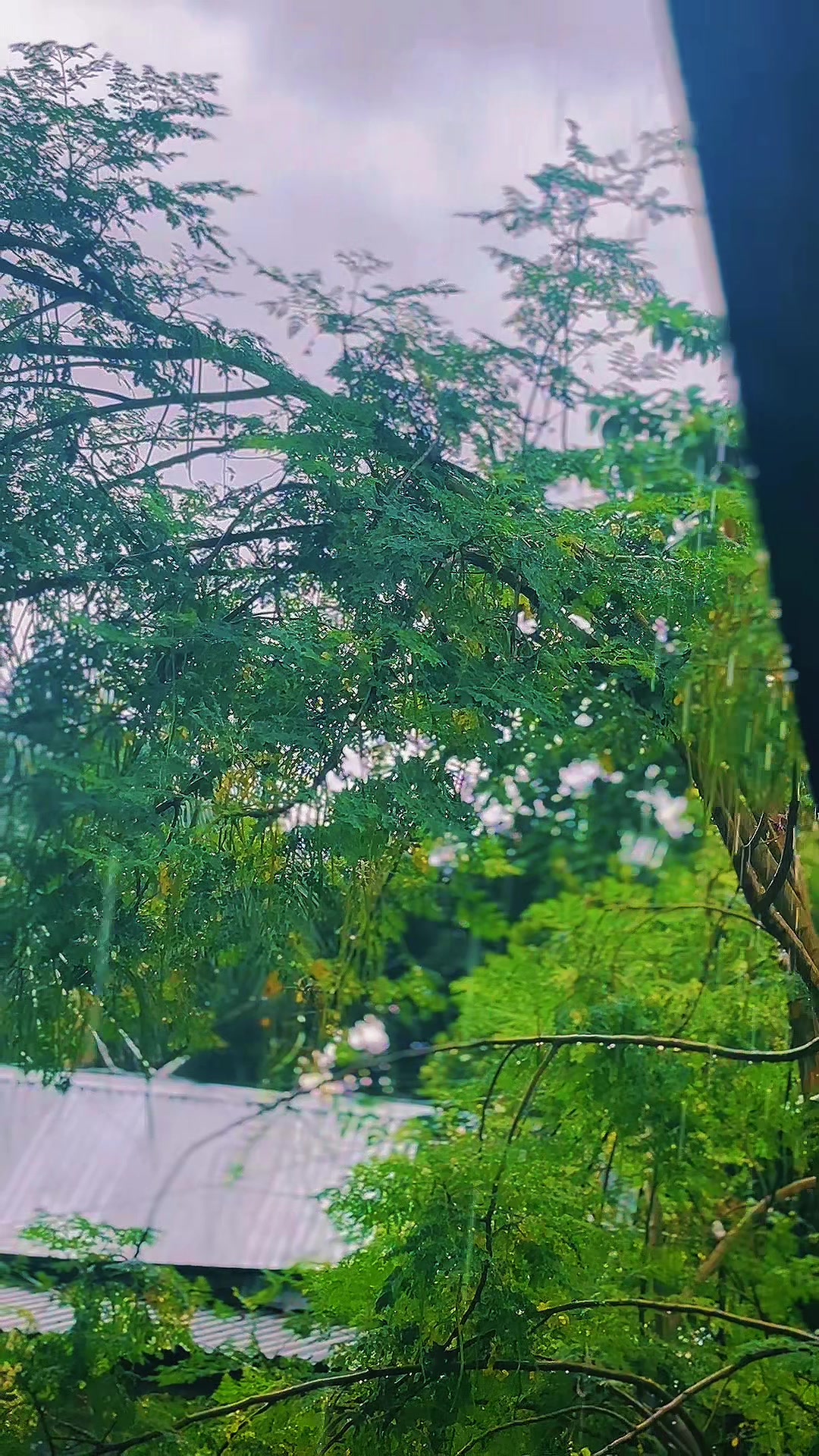 @𝐌 𝐀 𝐑 𝐔 𝐅 🏴☠️