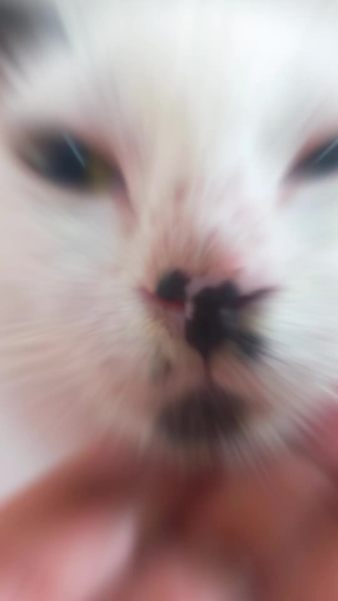 @✨💫🦋 🌸🌼 ME - YAW 😻🐾🐈