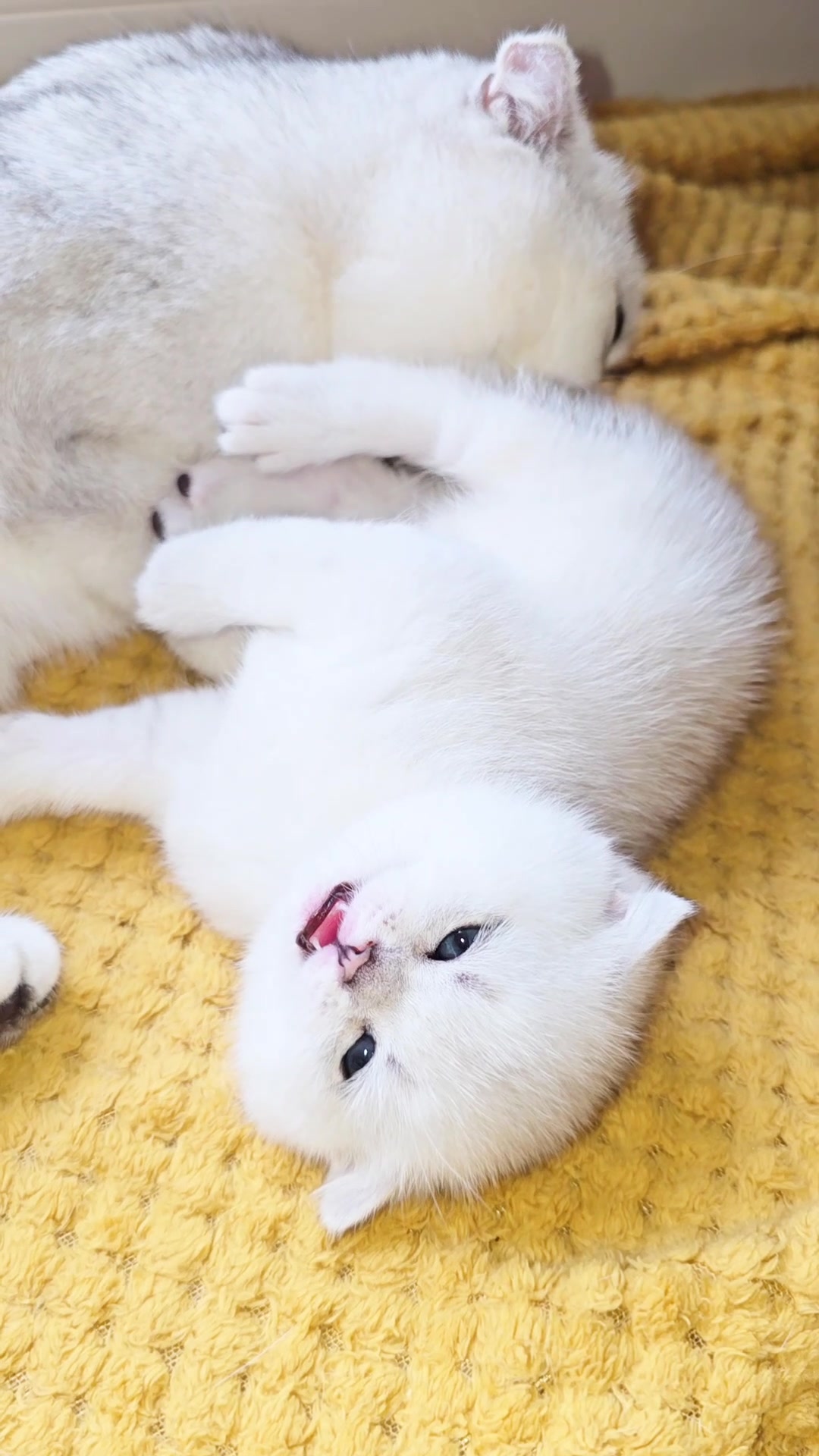 @Cat Chloe & kittens