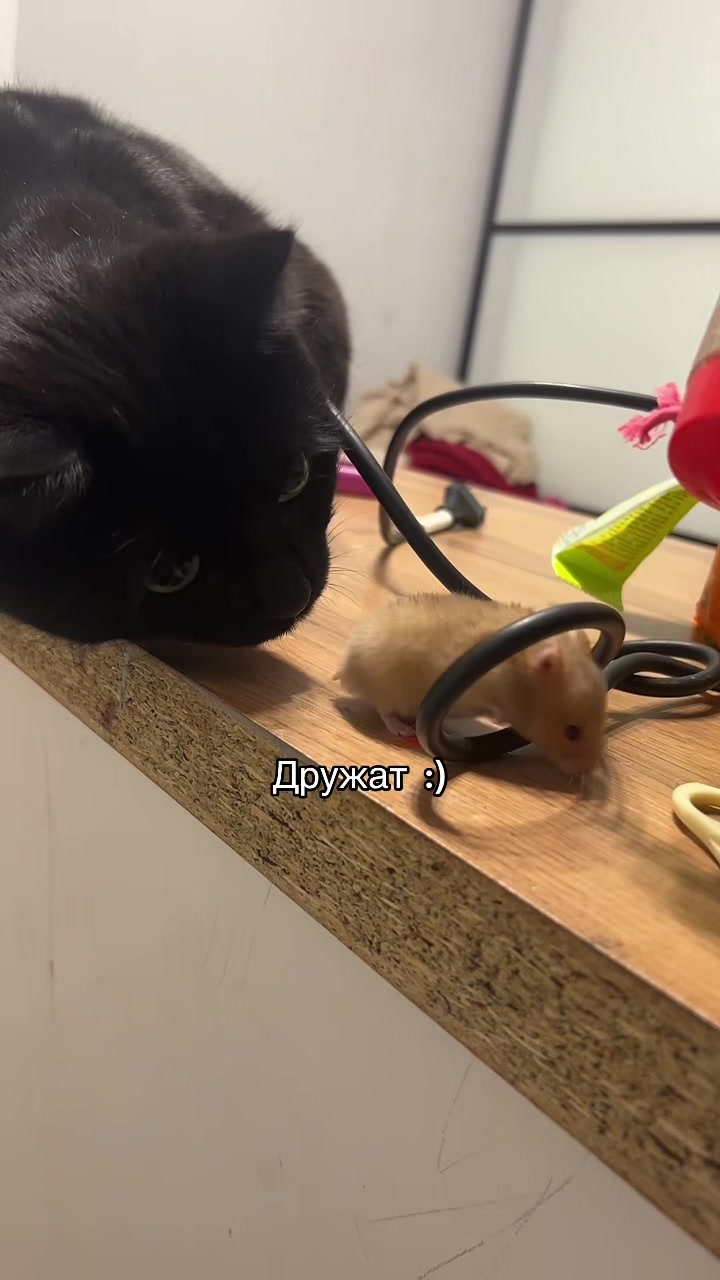 @Лисушка
