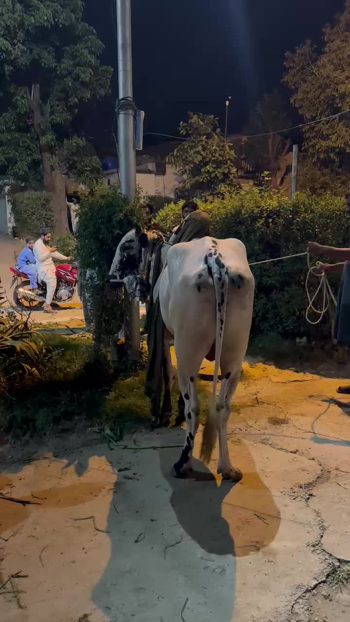 @Bullpointpk_official