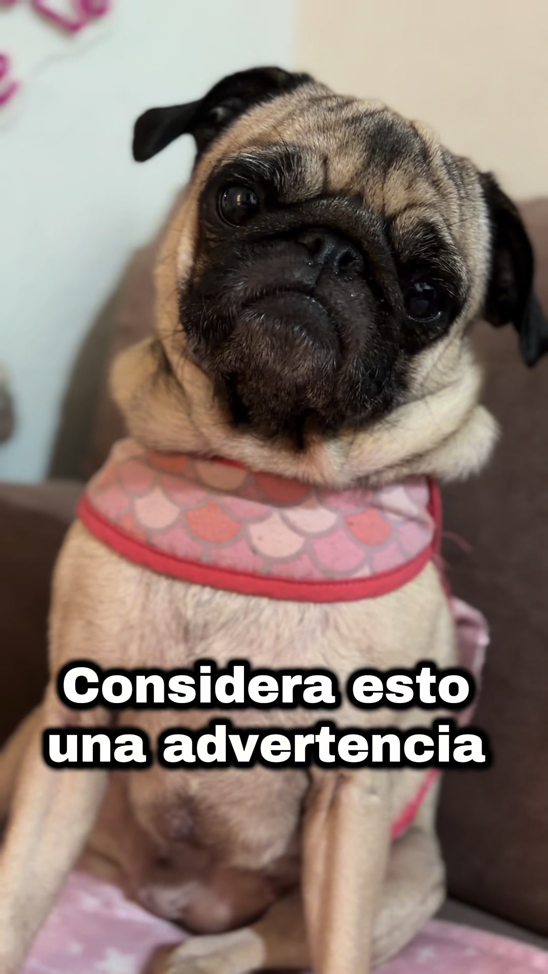 @Emma la Pug